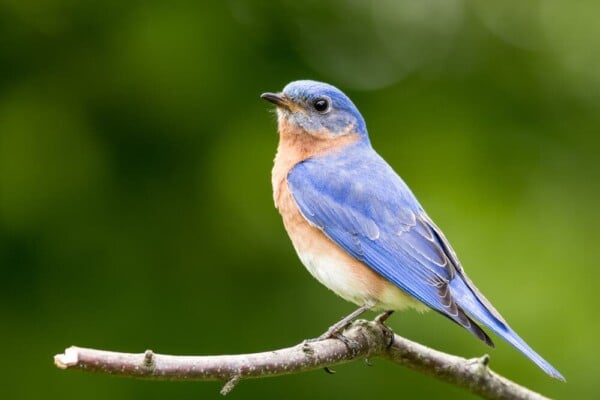 Bluebird