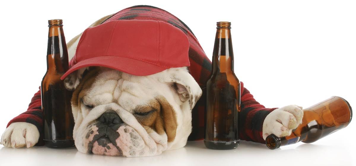 How to Cure a Hangover