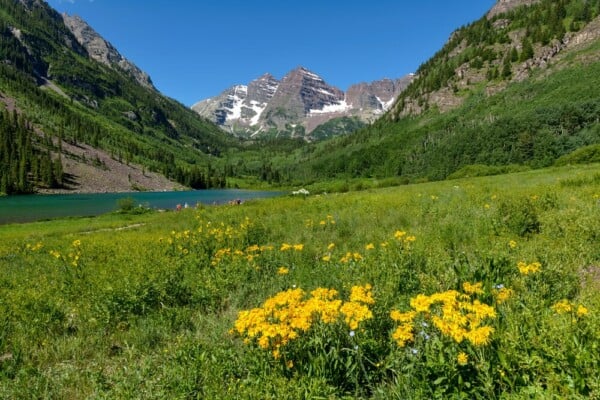 What is Forest Bathing?