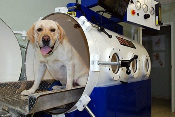 Hyperbaric Oxygen Therapty Chamber Dog