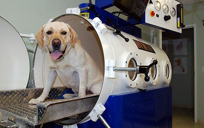 Hyperbaric Oxygen Therapty Chamber Dog